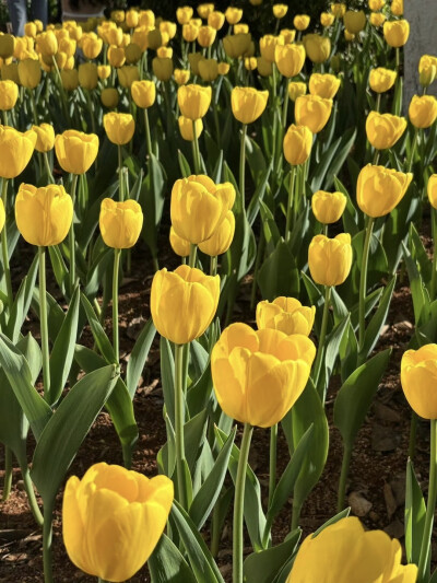一万个春和景明
太子湾的郁金香花期未至先在翠湖赏个够叭 !!
豉汁凤爪脱骨红米肠的虾仁紧实Q
无花果特调今日最佳喝完早茶依旧啃得下抹茶红豆法棍真得很不戳
莫非店主是传说中的极品饭灵根？
抹茶黄油块搭配绵糯中带…