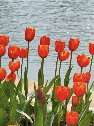 一万个春和景明
太子湾的郁金香花期未至先在翠湖赏个够叭 !!
豉汁凤爪脱骨红米肠的虾仁紧实Q
无花果特调今日最佳喝完早茶依旧啃得下抹茶红豆法棍真得很不戳
莫非店主是传说中的极品饭灵根？
抹茶黄油块搭配绵糯中带…