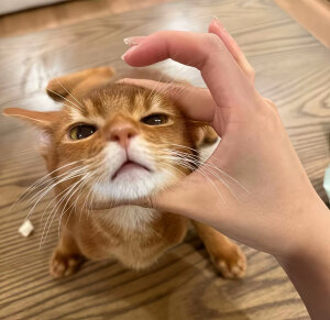 好汉不吃眼前亏