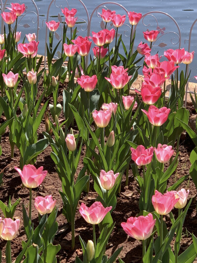 一万个春和景明
太子湾的郁金香花期未至先在翠湖赏个够叭 !!
豉汁凤爪脱骨红米肠的虾仁紧实Q
无花果特调今日最佳喝完早茶依旧啃得下抹茶红豆法棍真得很不戳
莫非店主是传说中的极品饭灵根？
抹茶黄油块搭配绵糯中带…