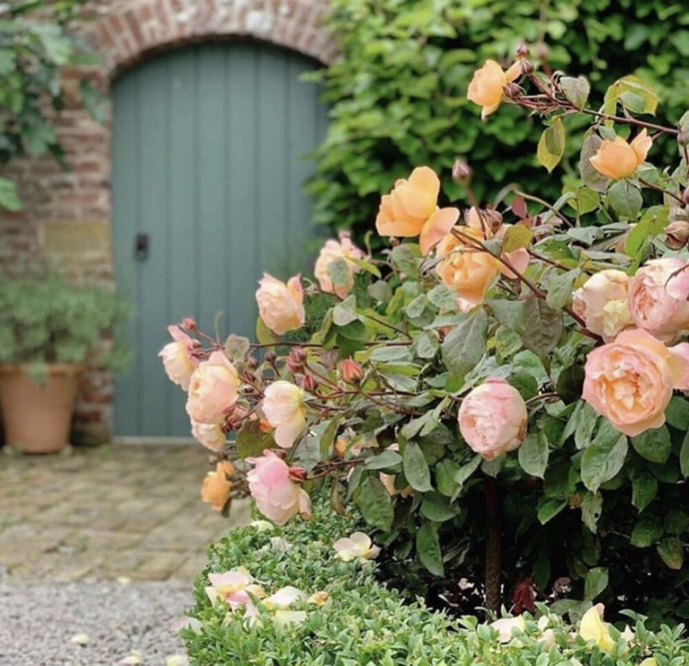 在自己的小庭院里满满的都是幸福的味道。