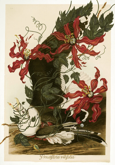 佩内洛普·戈特利布 (Penelope Gottlieb) 从形式和主题上彻底颠覆了花卉绘画的传统。在她的“入侵植物”系列中，戈特利布挪用并大幅改动了约翰·詹姆斯·奥杜邦 (John James Audubon) 档案中现有的数码版画——怪不得那…