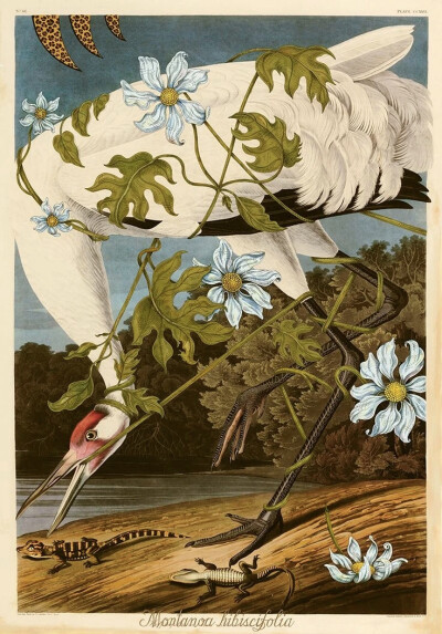 佩内洛普·戈特利布 (Penelope Gottlieb) 从形式和主题上彻底颠覆了花卉绘画的传统。在她的“入侵植物”系列中，戈特利布挪用并大幅改动了约翰·詹姆斯·奥杜邦 (John James Audubon) 档案中现有的数码版画——怪不得那…