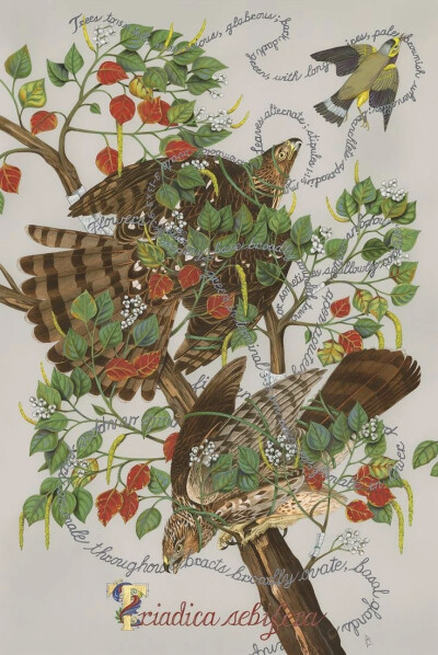 佩内洛普·戈特利布 (Penelope Gottlieb) 从形式和主题上彻底颠覆了花卉绘画的传统。在她的“入侵植物”系列中，戈特利布挪用并大幅改动了约翰·詹姆斯·奥杜邦 (John James Audubon) 档案中现有的数码版画——怪不得那…