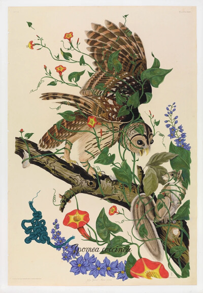 佩内洛普·戈特利布 (Penelope Gottlieb) 从形式和主题上彻底颠覆了花卉绘画的传统。在她的“入侵植物”系列中，戈特利布挪用并大幅改动了约翰·詹姆斯·奥杜邦 (John James Audubon) 档案中现有的数码版画——怪不得那…