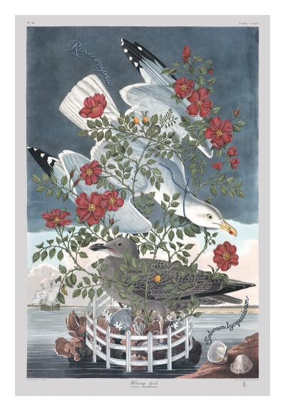 佩内洛普·戈特利布 (Penelope Gottlieb) 从形式和主题上彻底颠覆了花卉绘画的传统。在她的“入侵植物”系列中，戈特利布挪用并大幅改动了约翰·詹姆斯·奥杜邦 (John James Audubon) 档案中现有的数码版画——怪不得那…