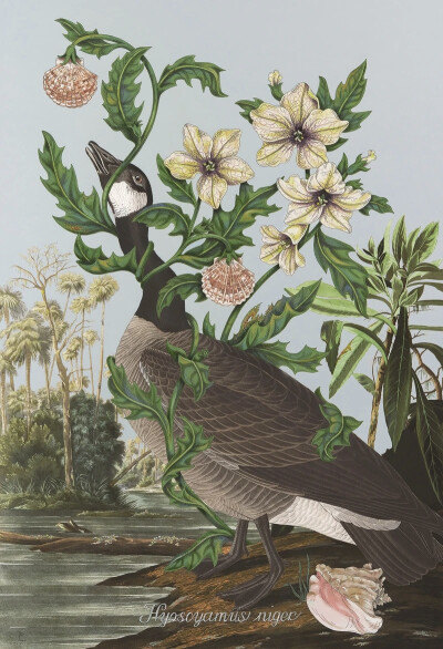 佩内洛普·戈特利布 (Penelope Gottlieb) 从形式和主题上彻底颠覆了花卉绘画的传统。在她的“入侵植物”系列中，戈特利布挪用并大幅改动了约翰·詹姆斯·奥杜邦 (John James Audubon) 档案中现有的数码版画——怪不得那…