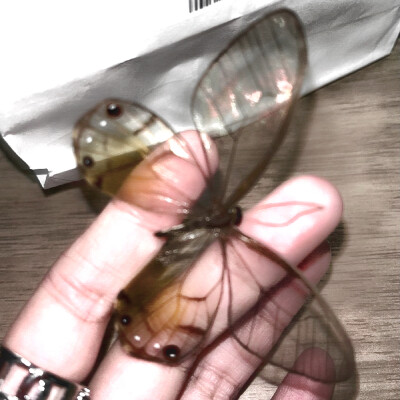 如果我 一个心被你俘虏