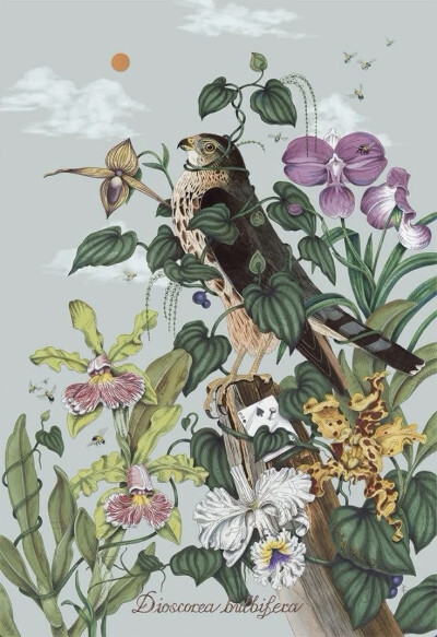 佩内洛普·戈特利布 (Penelope Gottlieb) 从形式和主题上彻底颠覆了花卉绘画的传统。在她的“入侵植物”系列中，戈特利布挪用并大幅改动了约翰·詹姆斯·奥杜邦 (John James Audubon) 档案中现有的数码版画——怪不得那…