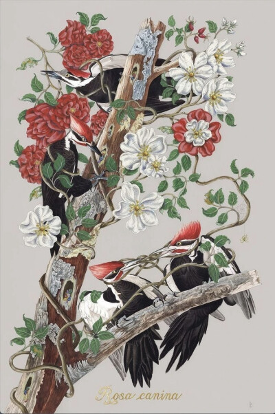 佩内洛普·戈特利布 (Penelope Gottlieb) 从形式和主题上彻底颠覆了花卉绘画的传统。在她的“入侵植物”系列中，戈特利布挪用并大幅改动了约翰·詹姆斯·奥杜邦 (John James Audubon) 档案中现有的数码版画——怪不得那…