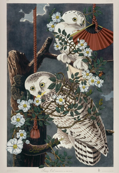 佩内洛普·戈特利布 (Penelope Gottlieb) 从形式和主题上彻底颠覆了花卉绘画的传统。在她的“入侵植物”系列中，戈特利布挪用并大幅改动了约翰·詹姆斯·奥杜邦 (John James Audubon) 档案中现有的数码版画——怪不得那…