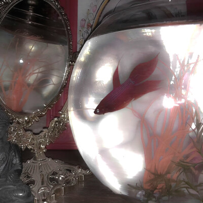 如果我 一个心被你俘虏