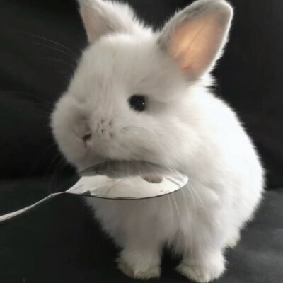 (˶‾᷄ ⁻̫ ‾᷅˵)