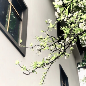 是否能像一棵树一样坚毅又盎然