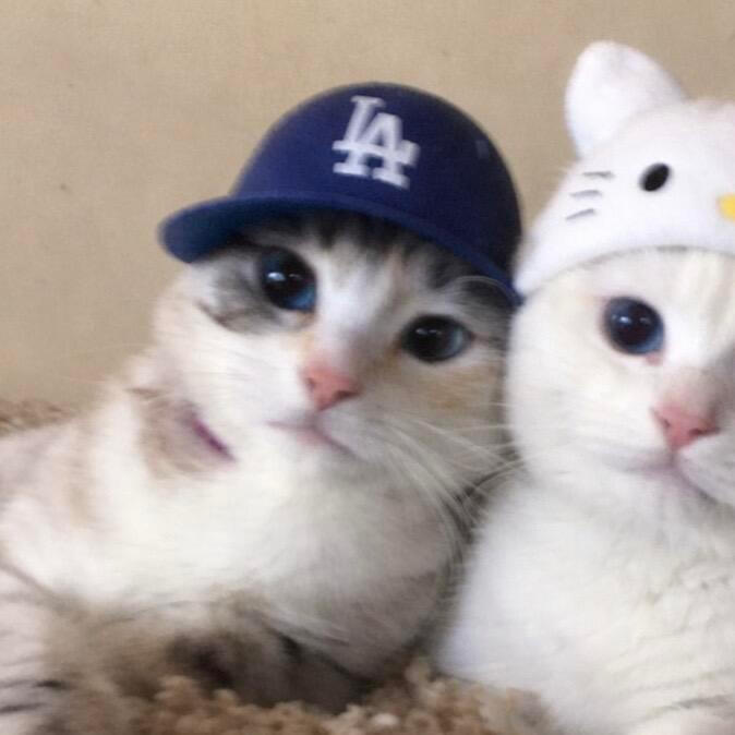 小猫情头/ᐠ ｡‸ ｡ᐟ\