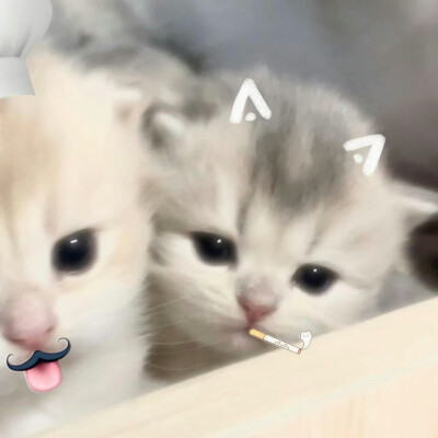 小猫情头/ᐠ ｡‸ ｡ᐟ\