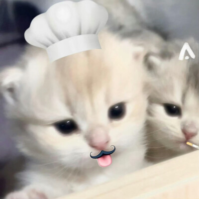 小猫情头/ᐠ ｡‸ ｡ᐟ\
