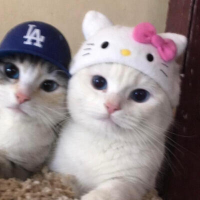 小猫情头/ᐠ ｡‸ ｡ᐟ\