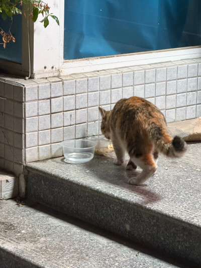 要离开了，又遇到一只小猫，一咗就到我手边蹭蹭蹭了，太乖了太乖了，希望它好好的，一直在单位应该不会饿肚子