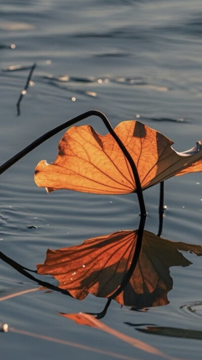 月影清凉，荷香微醺醉荷塘