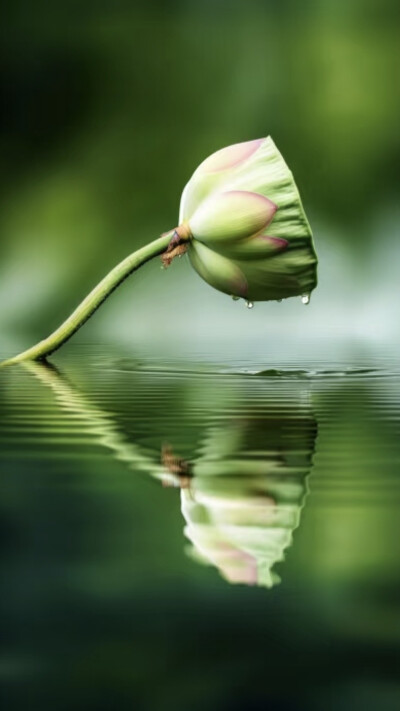 月影清凉，荷香微醺醉荷塘