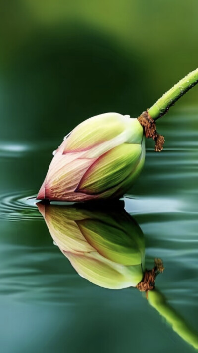 月影清凉，荷香微醺醉荷塘