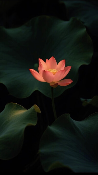 月影清凉，荷香微醺醉荷塘