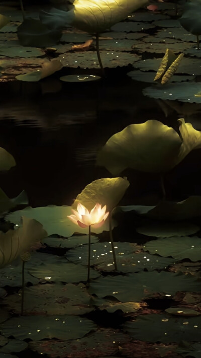 月影清凉，荷香微醺醉荷塘