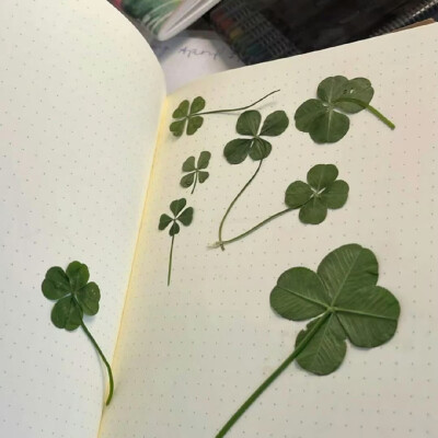 四叶草背景图 绿色系背景图