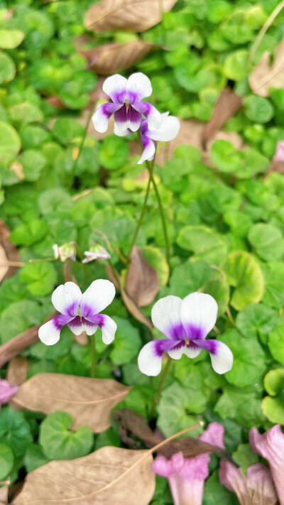 常春藤叶堇菜