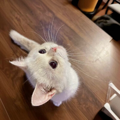 背景图 韩女必备