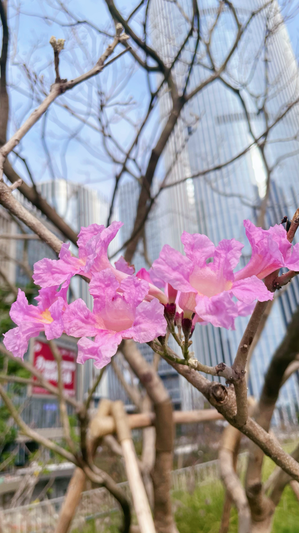 紫花风铃木