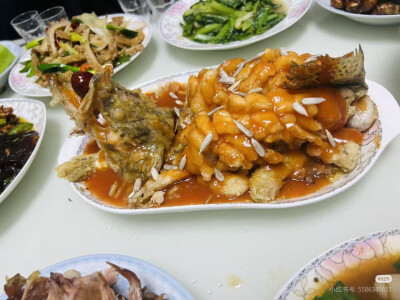 别人家的松鼠桂鱼