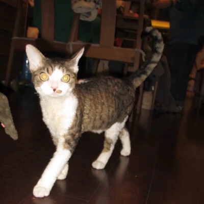 背景图 韩女必备