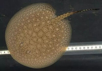 ▲ 2006年蜇死“鳄鱼先生”史蒂夫·艾尔文的就是一种“赤魟”