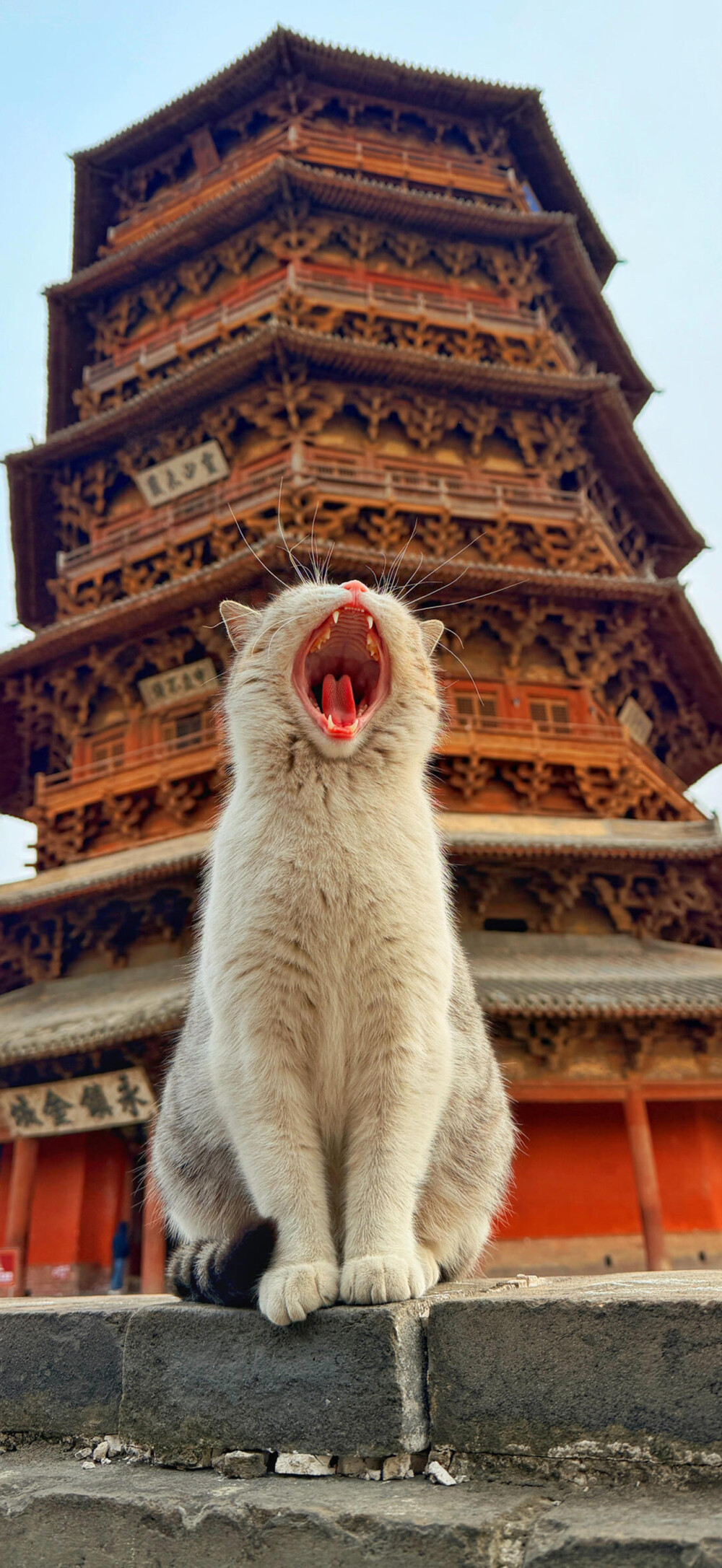喵咪