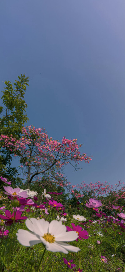 壁纸·图源微博