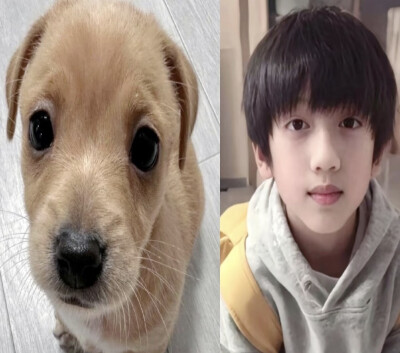 自始至终我只是一个爱狗人士 我有什么错