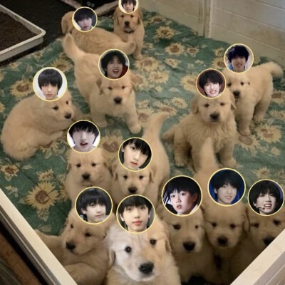 自始至终我只是一个爱狗人士 我有什么错