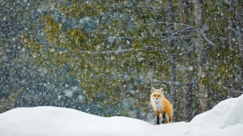 Photo by WPcoder