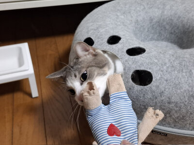 和琴子玩耍的ash