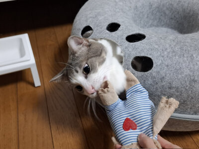 和琴子玩耍的ash