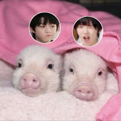 放四张无意义猪图我就跑