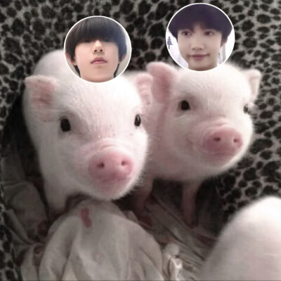 放四张无意义猪图我就跑