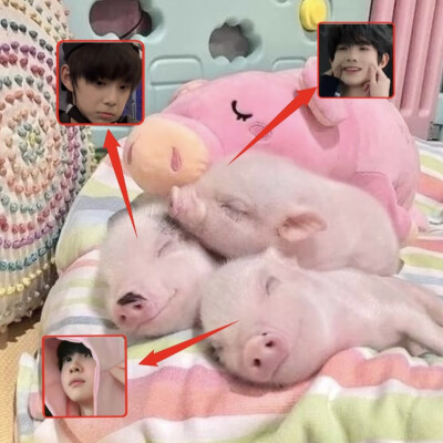 放四张无意义猪图我就跑