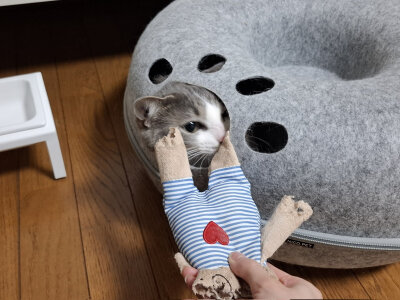 和琴子玩耍的ash