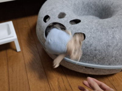 和琴子玩耍的ash