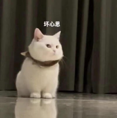 你很胖 才不是毛茸茸