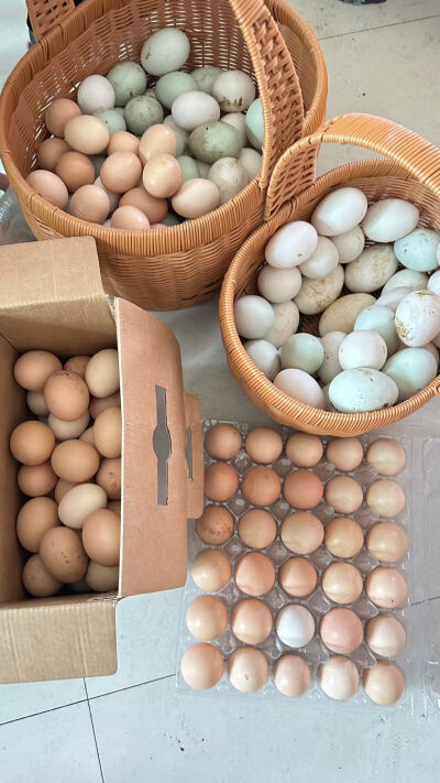 别人家的鸡蛋鸭蛋鹅蛋