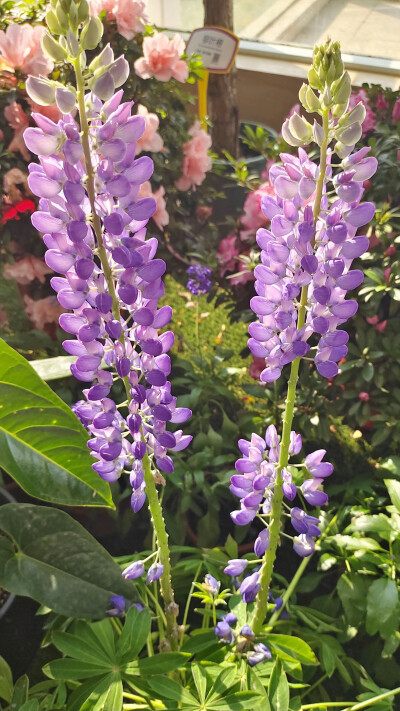 羽扇豆
